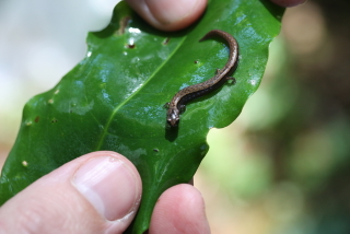 Thorius papaloae, a species from a montane cloud forest of northern Oaxaca, was described in 2001.